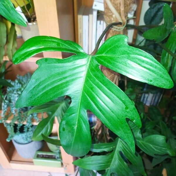 Philodendron pedatum 叶