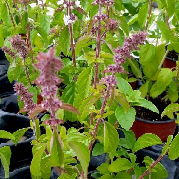 Ocimum kilimandscharicum موطن