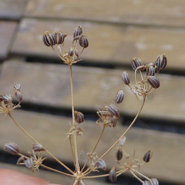 Petroselinum crispum خشب