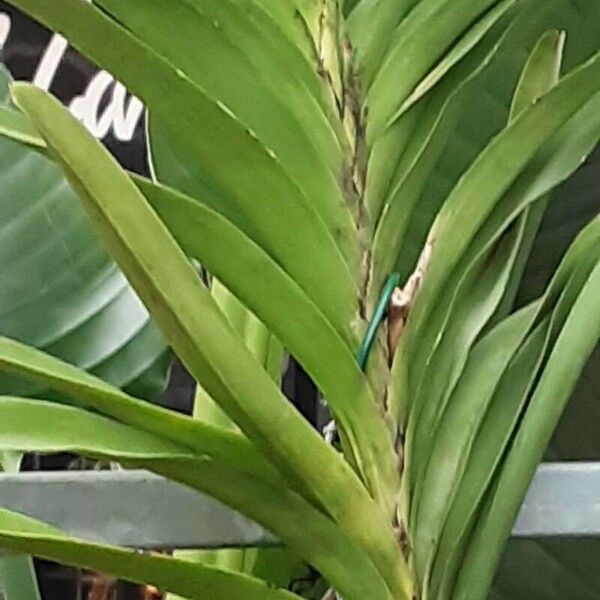 Vanda coerulea Leaf