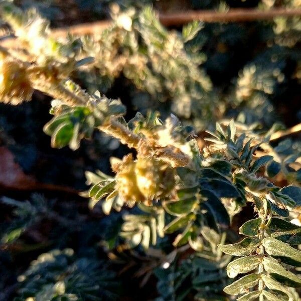 Tribulus terrestris Vaisius