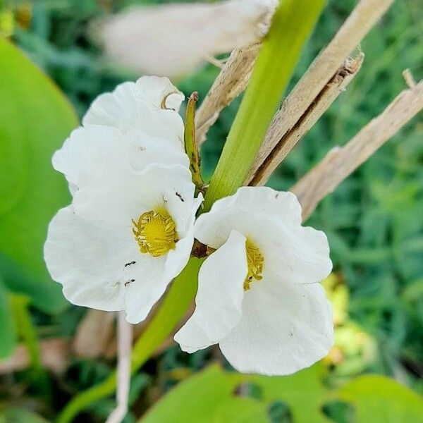 Echinodorus grandiflorus Flower