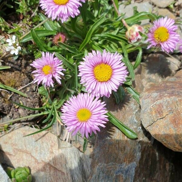 Erigeron uniflorus Blodyn