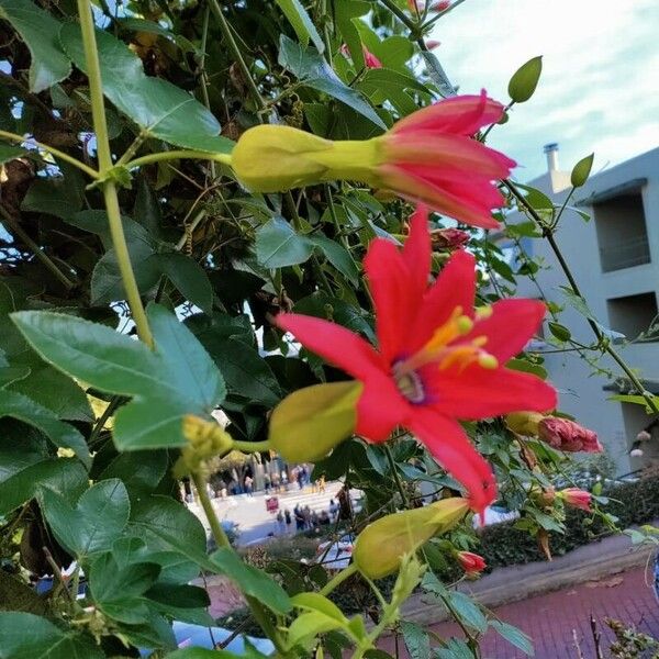 Passiflora manicata Cvet