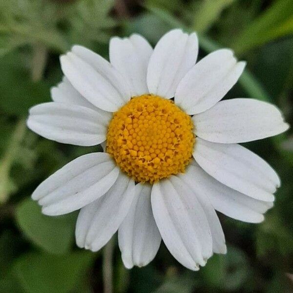 Anthemis arvensis 花