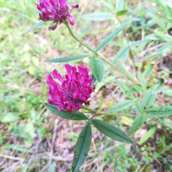 Trifolium alpestre Blomst