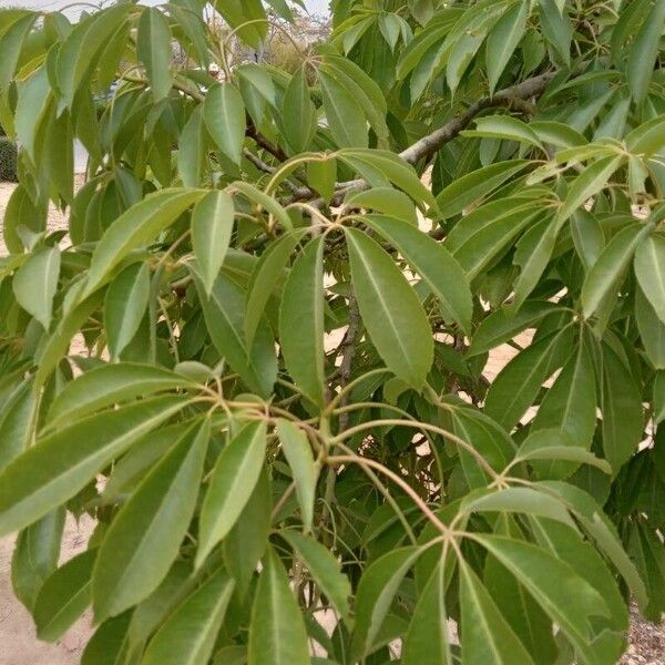 Ceiba speciosa Liść