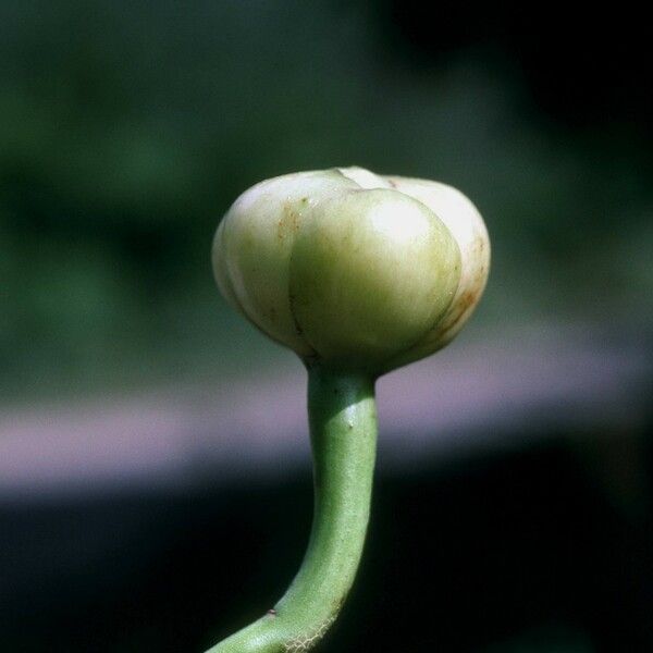 Ipomoea violacea Fruit