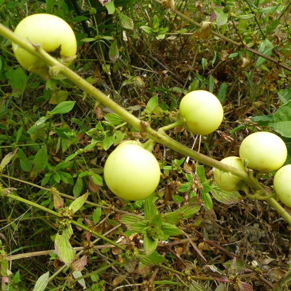 Solanum viarum Fruit