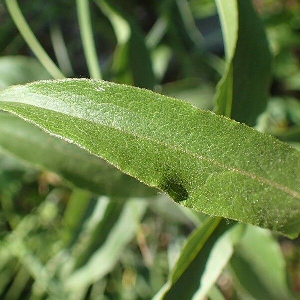 Pentanema salicinum Leaf