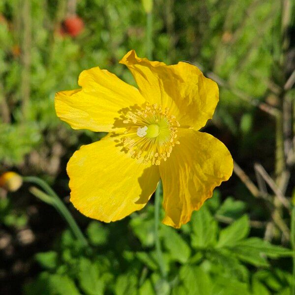 Papaver cambricum Lorea