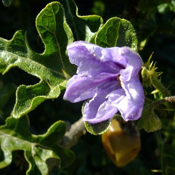 Solanum anguivi ᱮᱴᱟᱜ