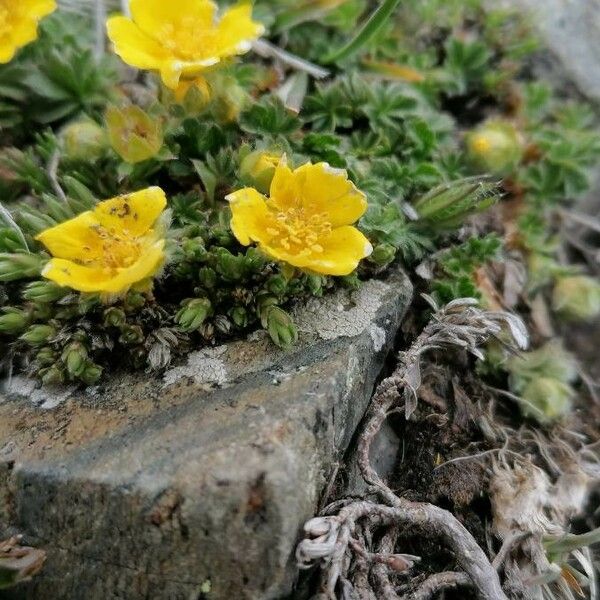 Potentilla crantzii Flower