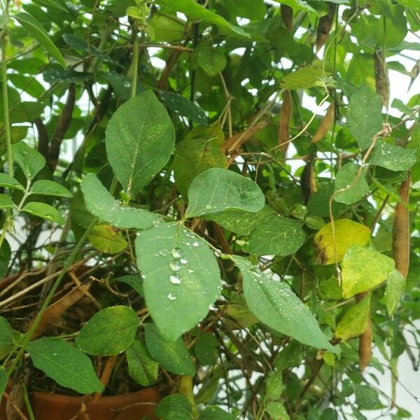 Clitoria ternatea Fuelha