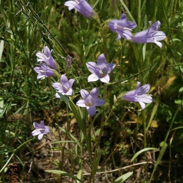 Campanula sibirica Flor