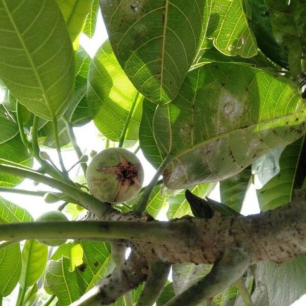 Ficus callosa Fruit