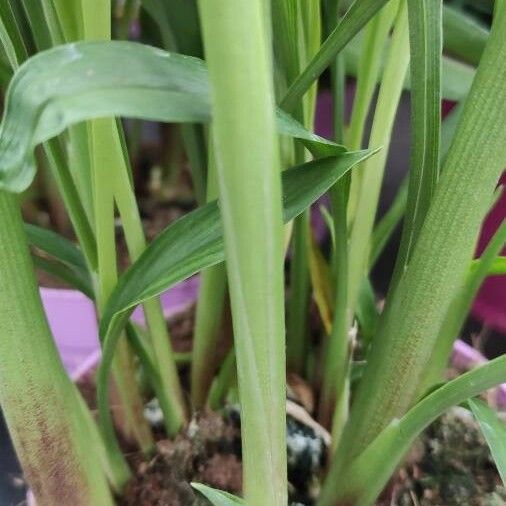 Curcuma alismatifolia Кара