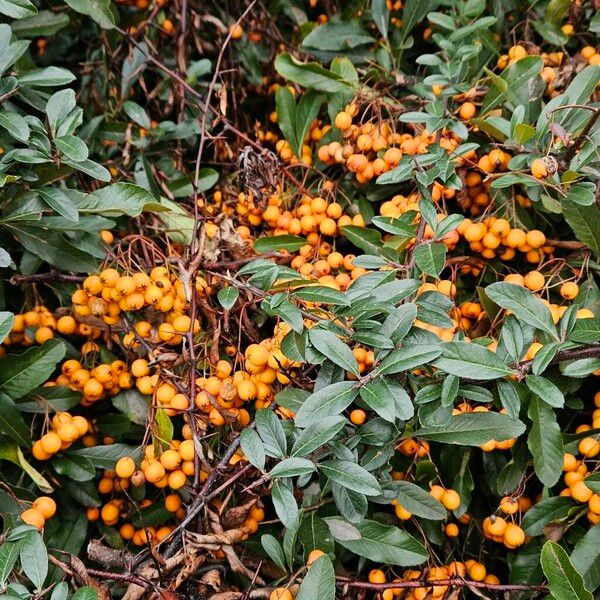 Pyracantha crenulata Staniste