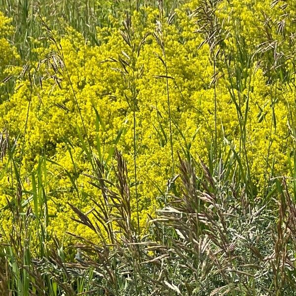 Acacia decurrens Flower