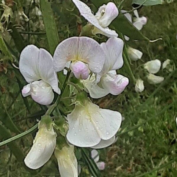 Lathyrus odoratus Cvet