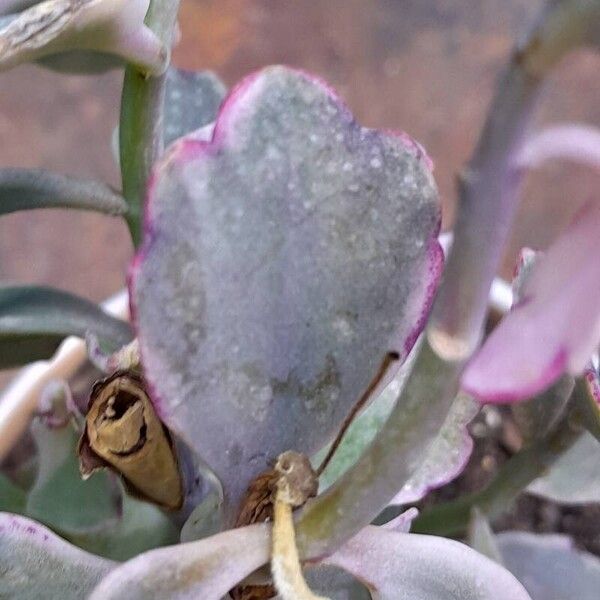 Kalanchoe fedtschenkoi 葉