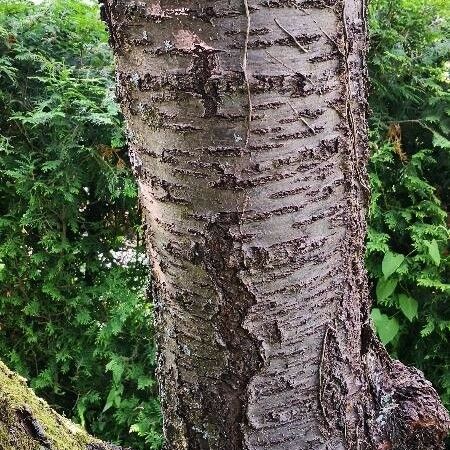 Prunus avium Bark