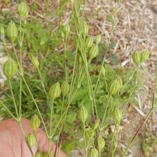 Silene antirrhina عادت