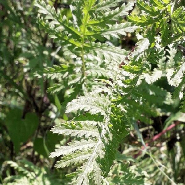 Tanacetum vulgare Folla