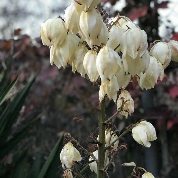 Yucca gloriosa Blomst