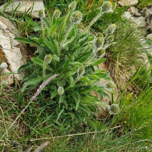 Hieracium alpinum Квітка