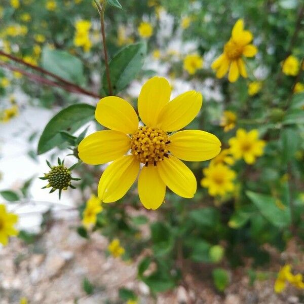 Viguiera dentata Blüte