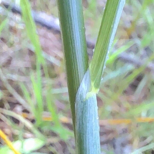 Alopecurus magellanicus خشب