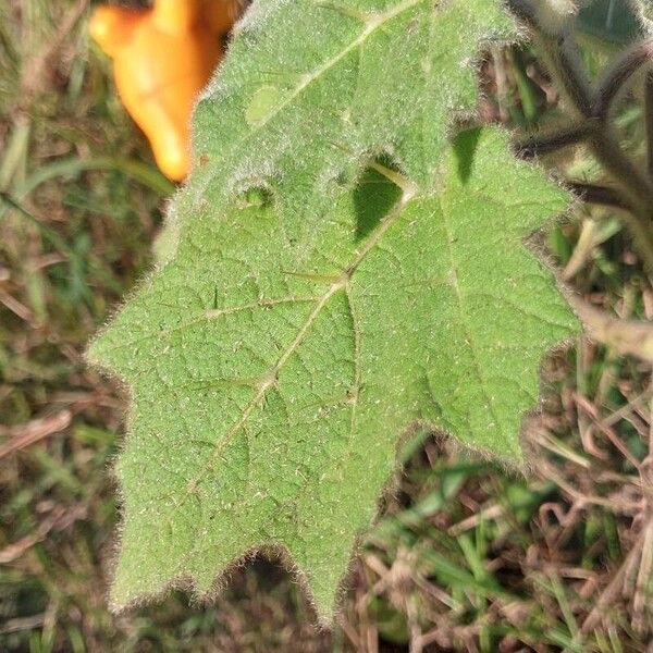 Solanum mammosum Folha