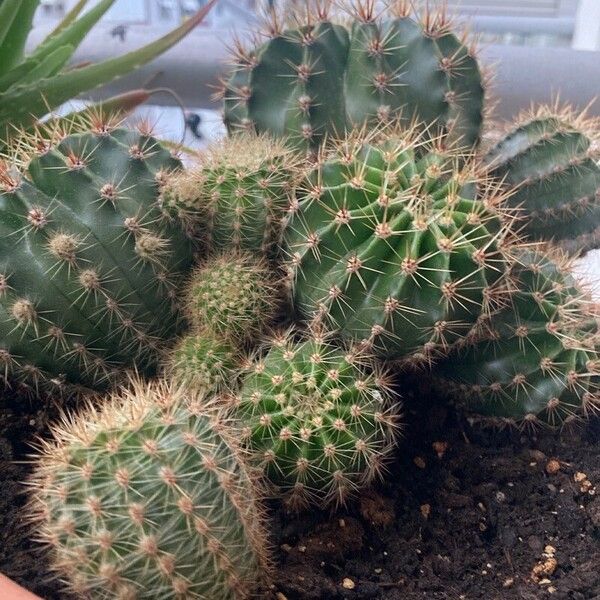 Echinopsis eyriesii 花