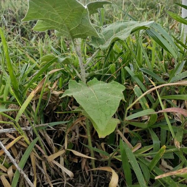 Solanum viarum Alkat (teljes növény)