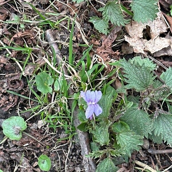 Viola reichenbachiana Blomst