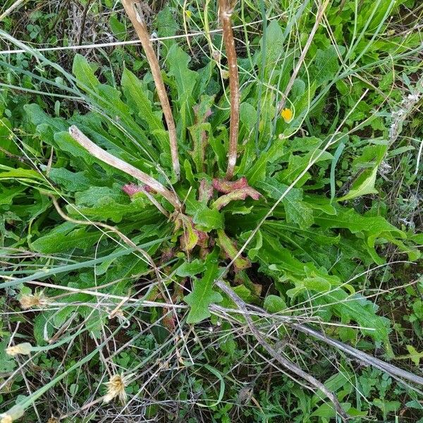 Hypochaeris radicata Лист