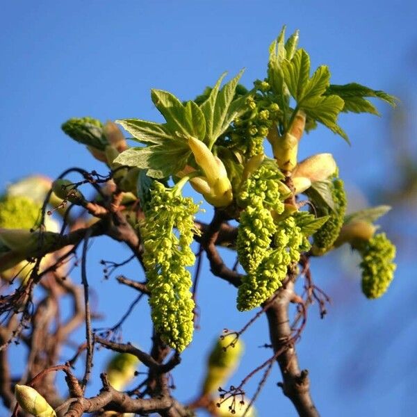 Acer pseudoplatanus Folla