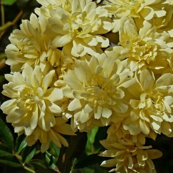 Rosa banksiae Flower