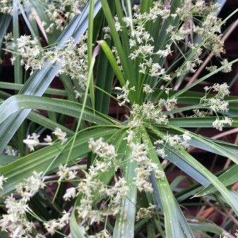 Cyperus alterniflorus পাতা