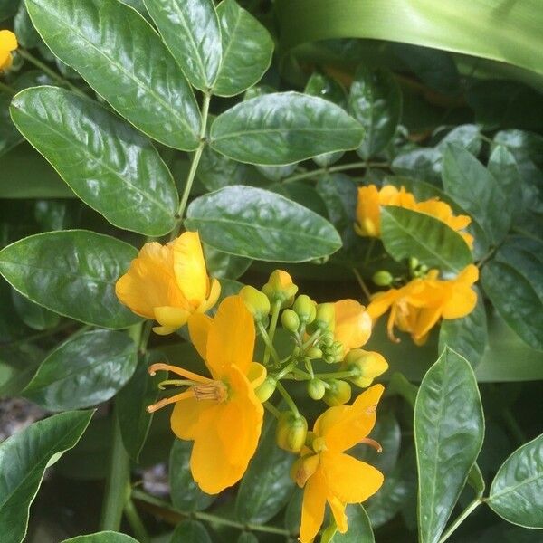 Senna occidentalis Цветок