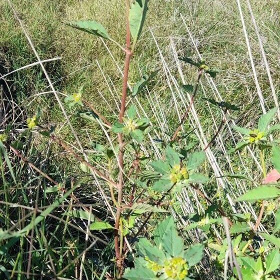 Euphorbia dentata (Toothed spurge)