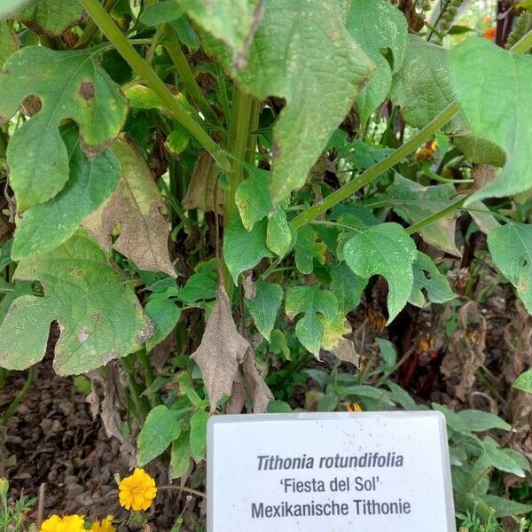 Tithonia rotundifolia Arall