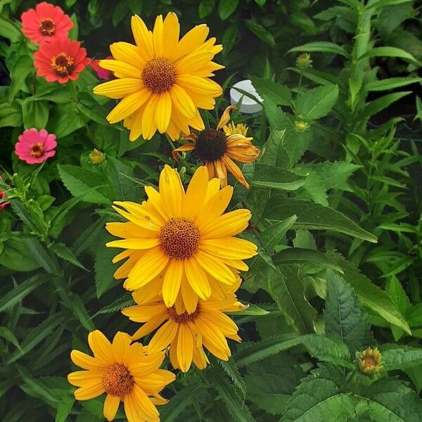 Heliopsis helianthoides Flor