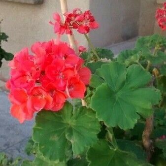 Pelargonium inquinans Žiedas