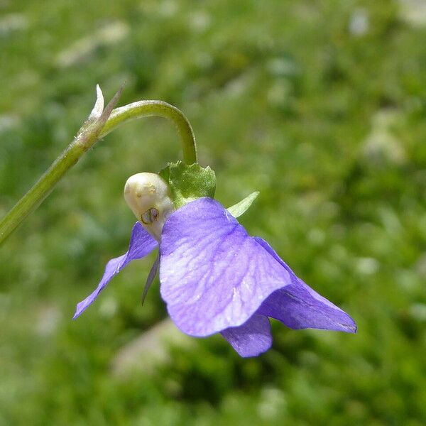 Viola riviniana Flower