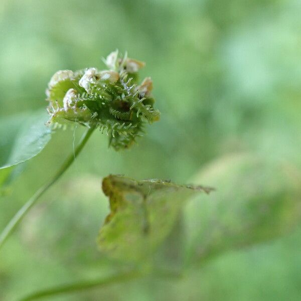 Medicago polymorpha Frukt