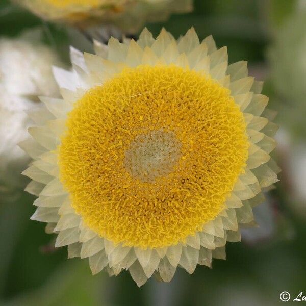 Helichrysum foetidum Blüte