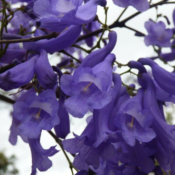 Jacaranda mimosifolia Çiçek