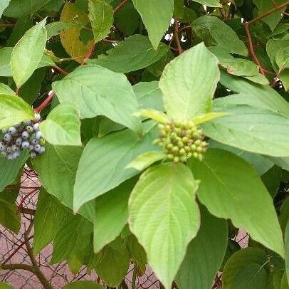 Cornus sericea ফল